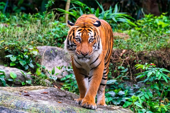斗方名士打一肖是打猜一准确生肖,完美回答解释分析落实