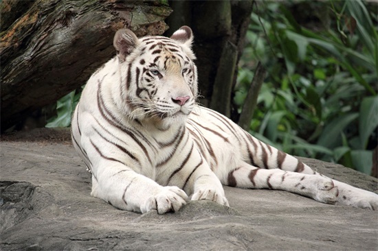 “谜语分解析:古木灯青啸山鬼的生肖猜指打一最佳准确生肖,释义全面精选词语解释”打一肖是什么生肖 数字玄机对照深解